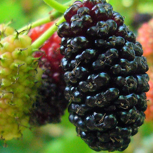 Stratified Raspberry Fruit Seeds