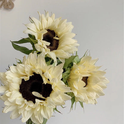 50 Seeds White sunflower with black core