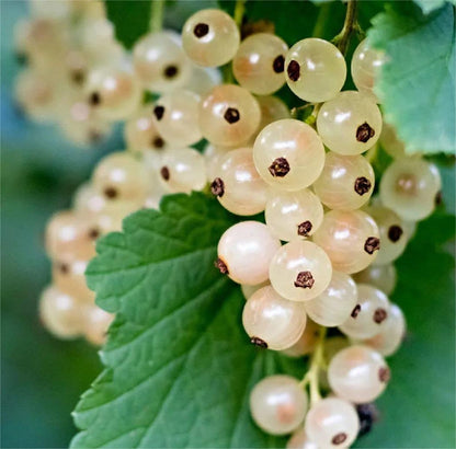 Multicolor Gooseberry Seeds
