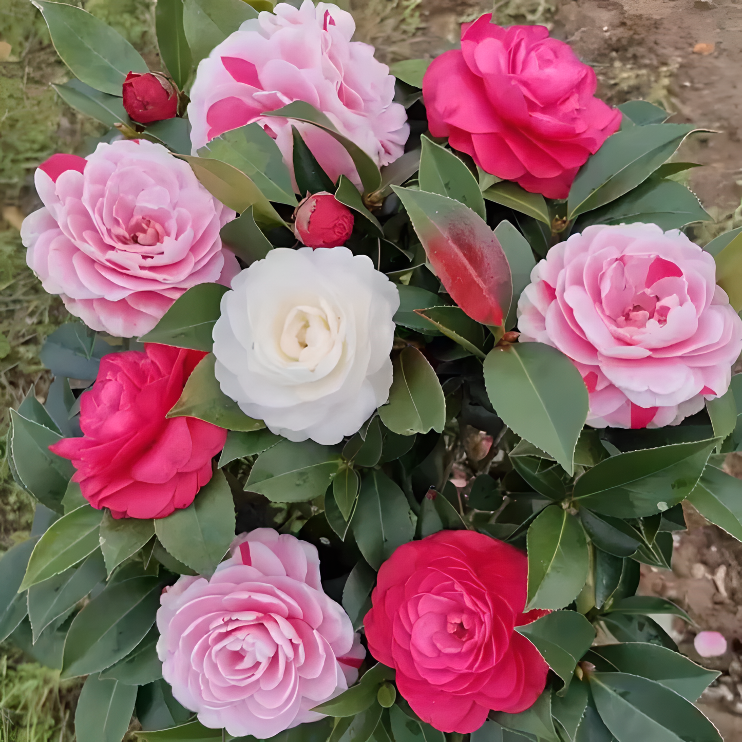 🌼Five-Color Camellia—Ideal Love