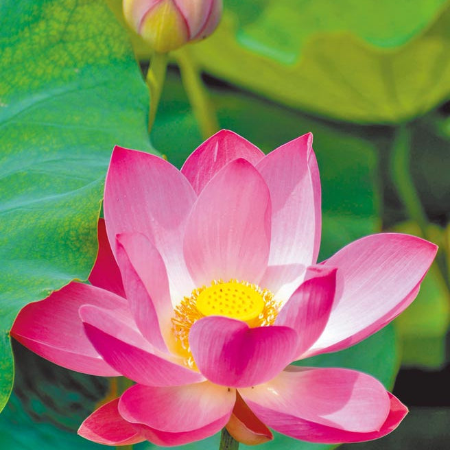 Mixed Pink, Red & Green Color Lotus Seeds  for Indoor Bonsai, Outdoor Ponds and Gardens Seeds