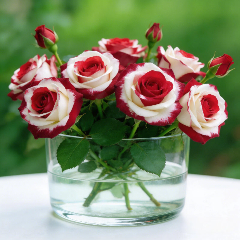 Rare Twin Red White Rose Flower Seeds for Planting - Captivating Blooms Non GMO - Planting Instructions for Easy Grow