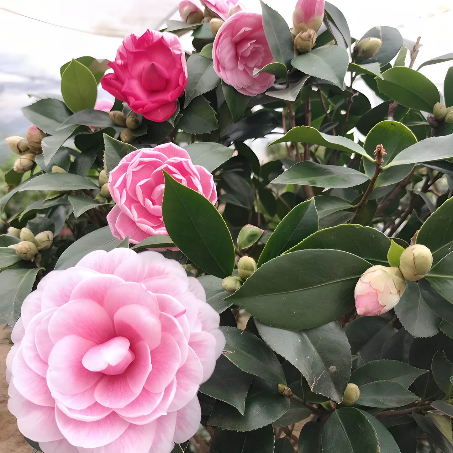 🌼Five-Color Camellia—Ideal Love