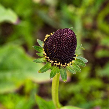 Rudbeckia Occidentalis Seeds aka Rayless Naked Chocolate Black Flower Herb Seeds