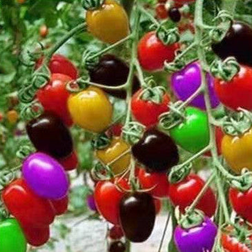 Colorful Cherry Tomatoes Seeds