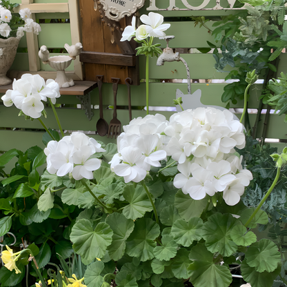 🌸Geranium - Happiness Is Around You