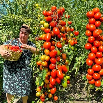 🍅Giant Vineman Tomato