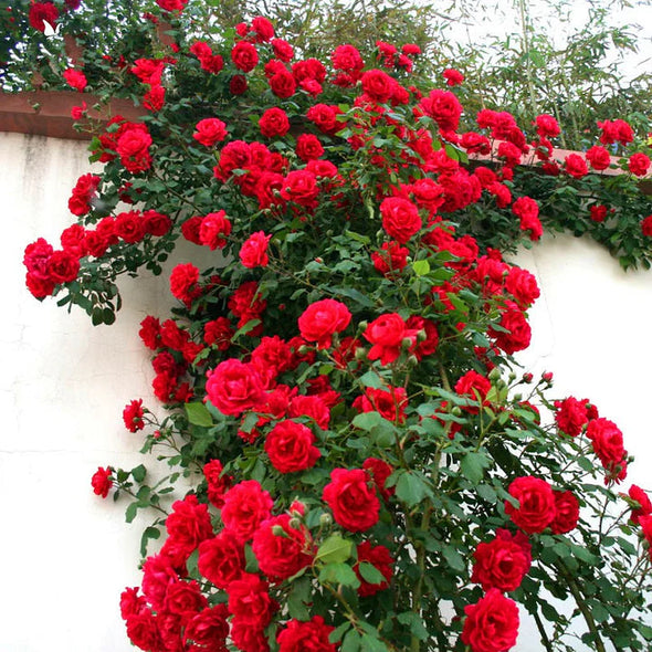 🌹Climbing Rose Seeds - Luck Rises