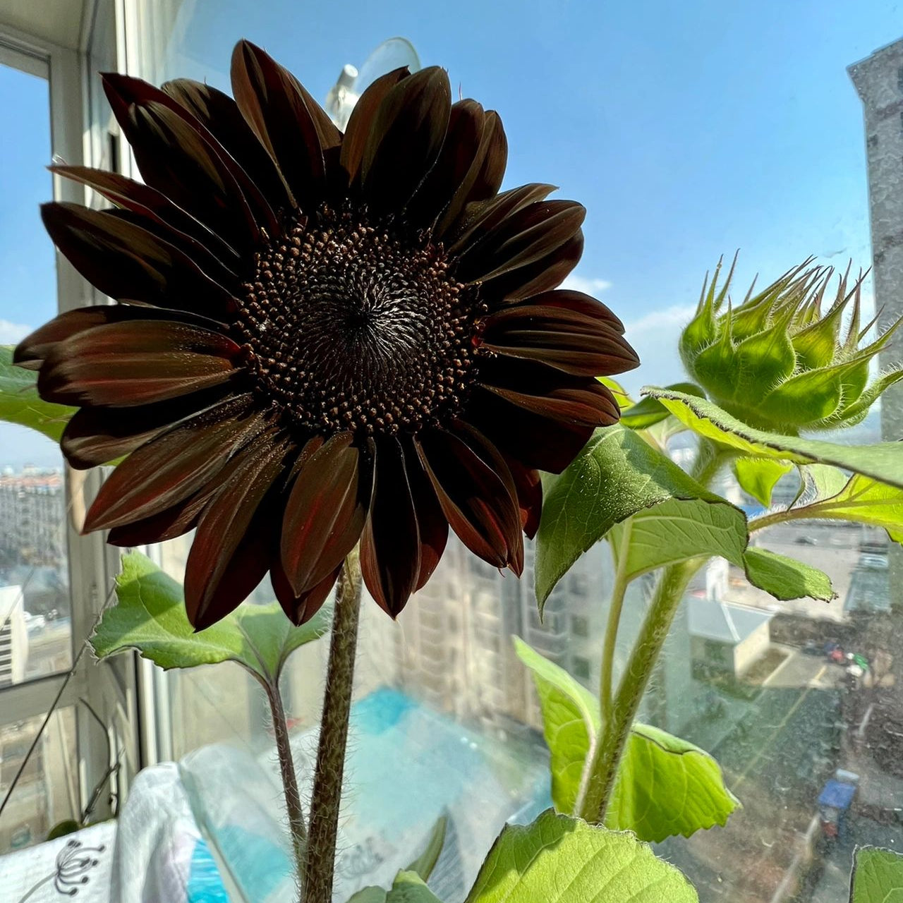 Rare Black Sunflower Seeds