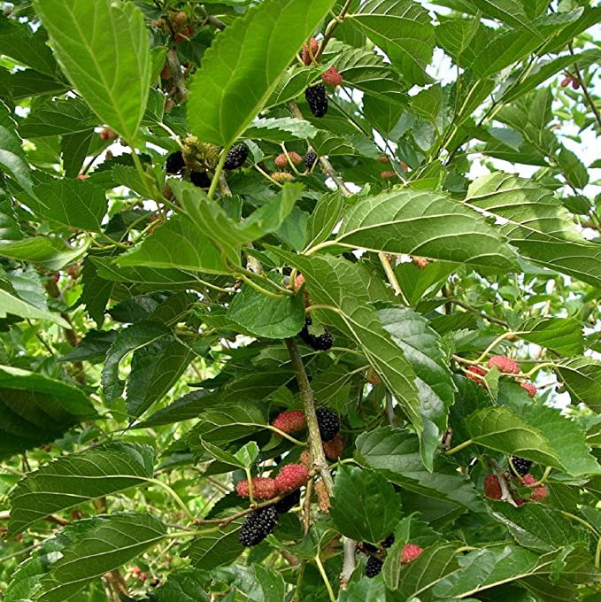 Stratified Raspberry Fruit Seeds