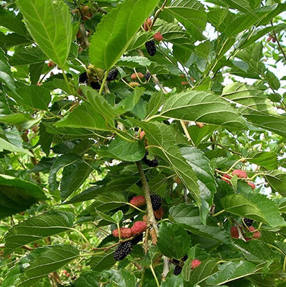 Stratified Raspberry Fruit Seeds