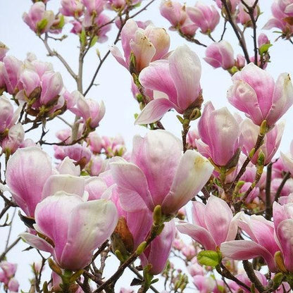 Magnolia lily tree species  Pink & Purple