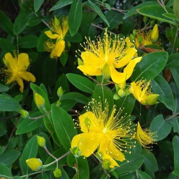 100 pcs|Yellow Hypericum Flowers seeds