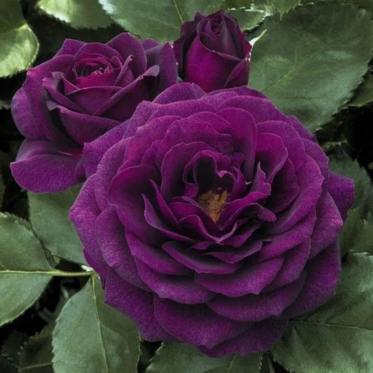 100pcs/Bag Climbing Rose Seeds