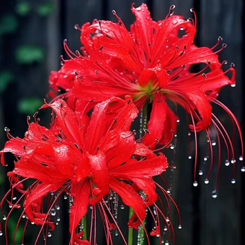 Higanbana Spider Lily Equinox Flower Bulbs