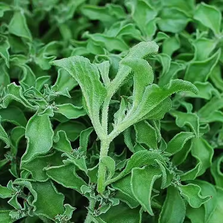 Crystal Ice Plant Seeds