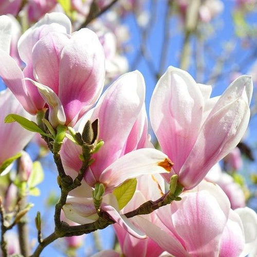 Magnolia lily tree species  Pink & Purple