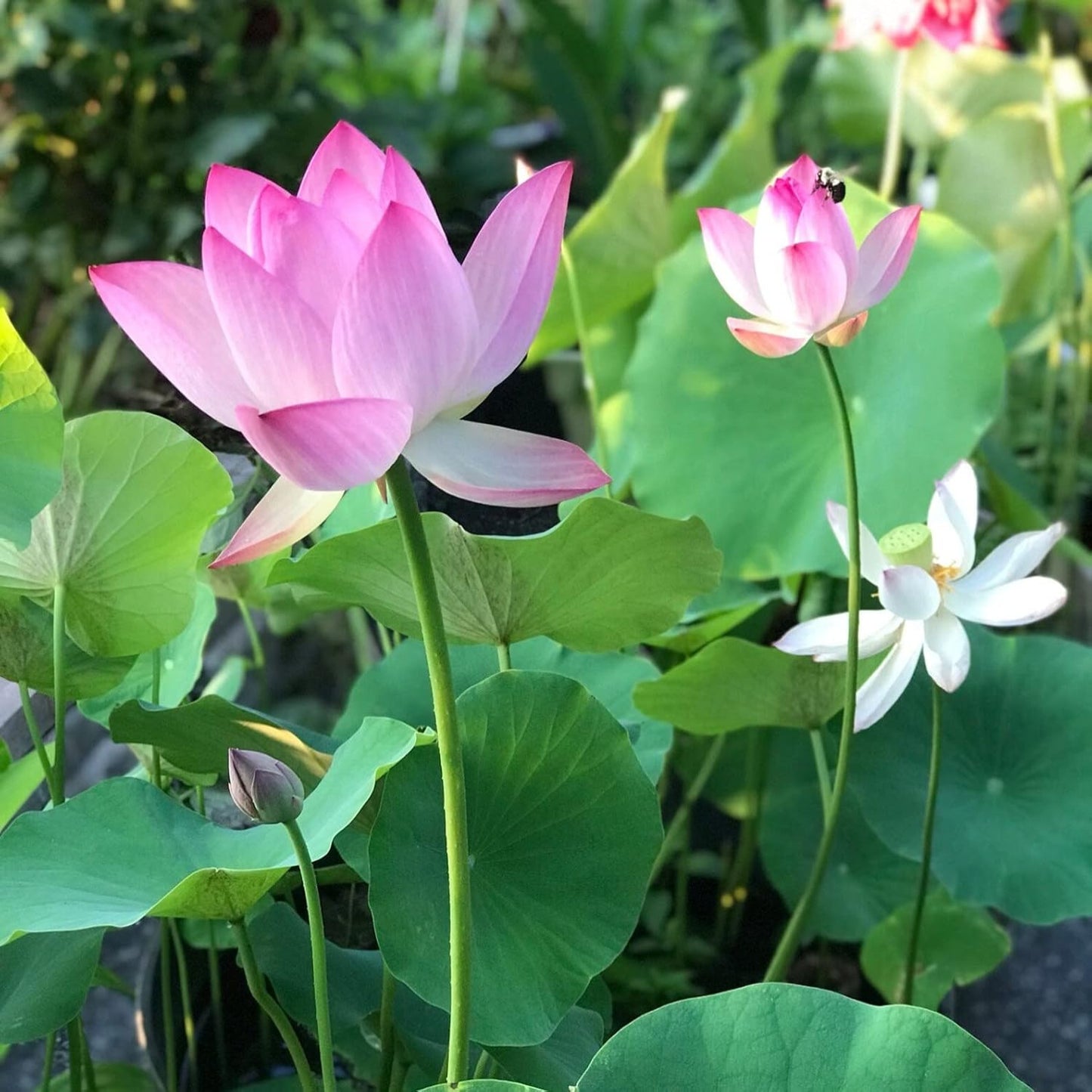 Mixed Pink, Red & Green Color Lotus Seeds  for Indoor Bonsai, Outdoor Ponds and Gardens Seeds