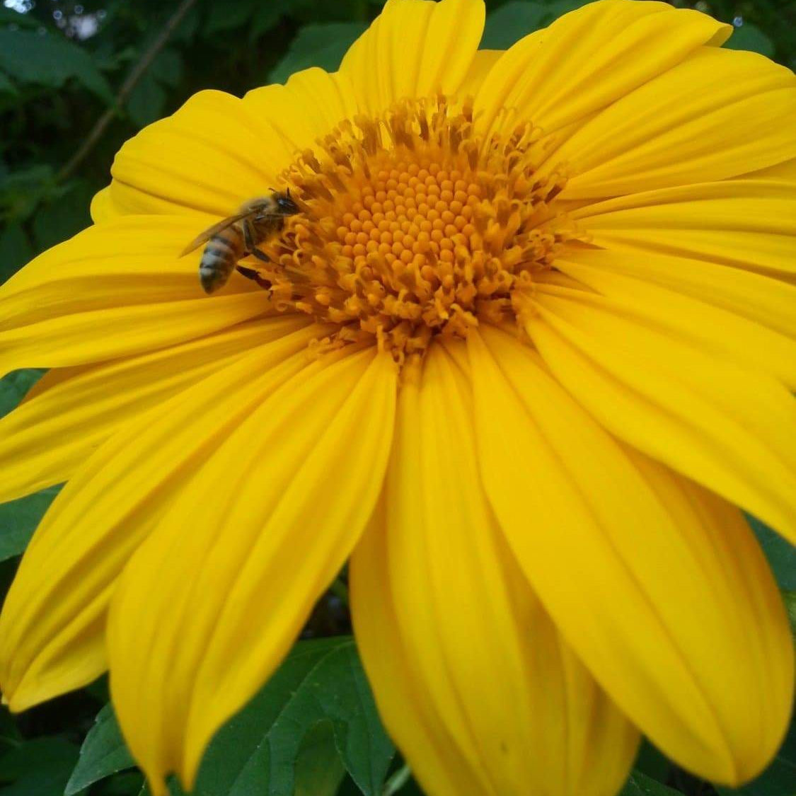 Mexican Sunflower Seeds - Yellow (Tithonia Speciosa Yellow Torch)  Seeds.