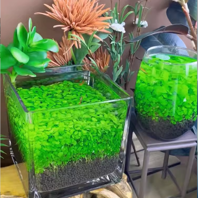 🌿Air Purifying Fish Tank Aquatic Plant Seeds