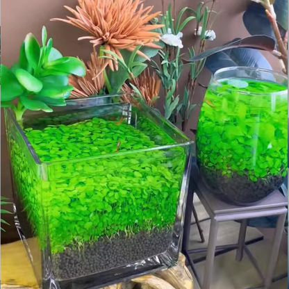 🌿Air Purifying Fish Tank Aquatic Plant Seeds