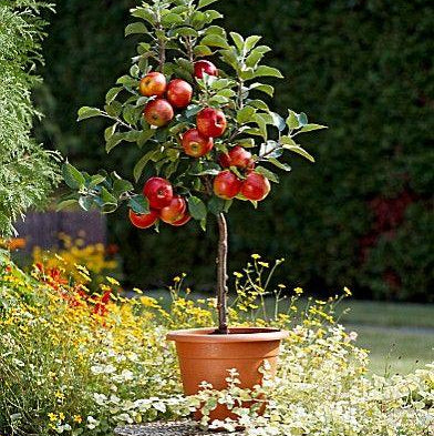 Scarlet Sentinel Columnar Apple Tree Seeds