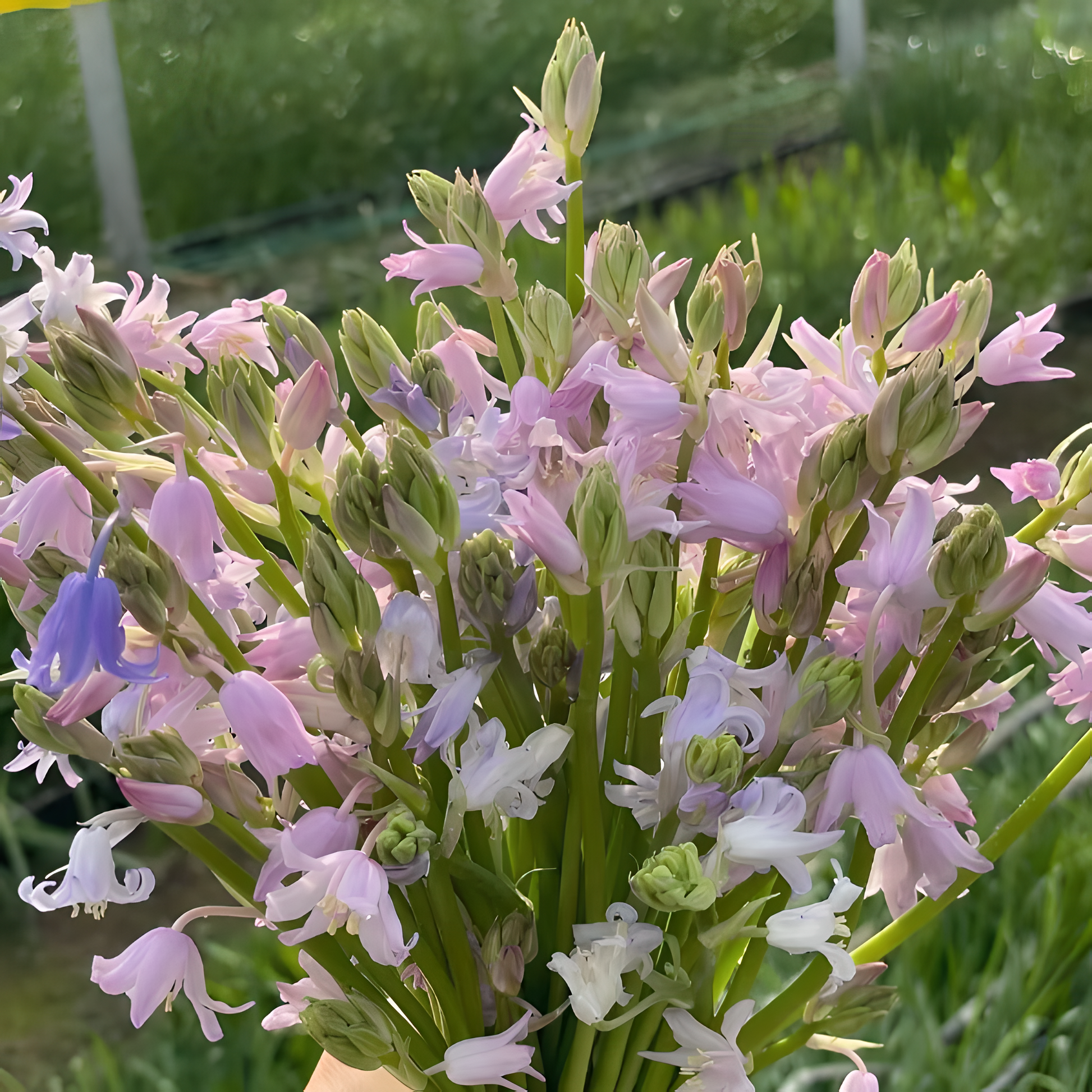 🧚‍♂️🔔Bluebell—The Lucky Bell Of Fairies