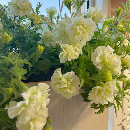 Summer Double Petunia Elizabeth