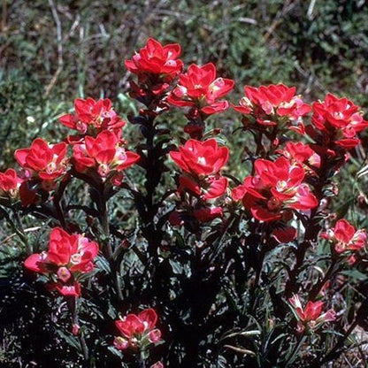Red Indian Paintbrush, Castilleja Indivisa Flower Seeds