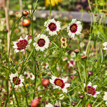 Coreopsis, Ruby Kiss