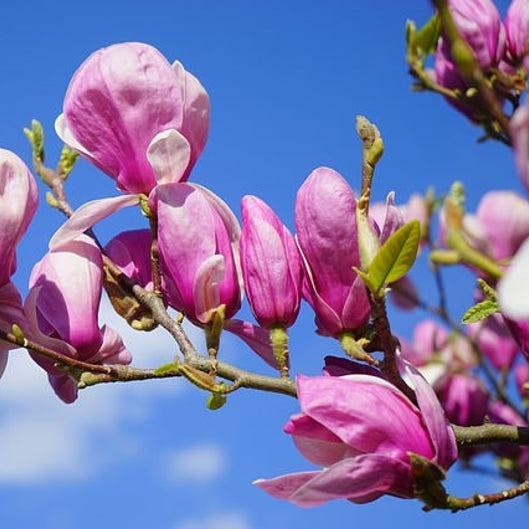 Magnolia lily tree species  Pink & Purple