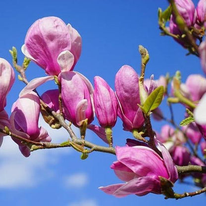 Magnolia lily tree species  Pink & Purple