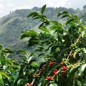 10 JAMAICAN BLUE MOUNTAIN Coffee Seeds ,Grow Your Own Coffee Plant tree