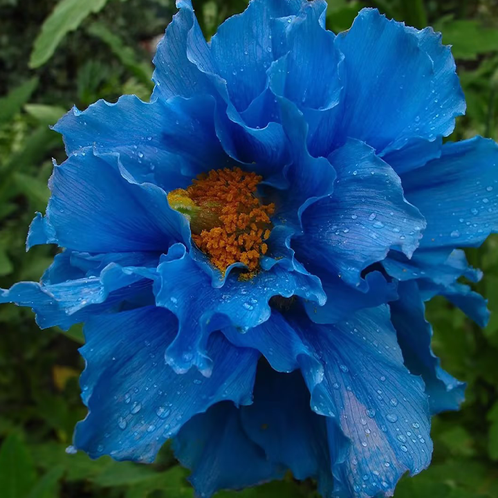 100 Blue Meconopsis Betonicifolia Flower Seeds