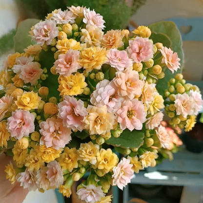 🌺Golden Fox Longevity Flower Seeds—Health And Longevity