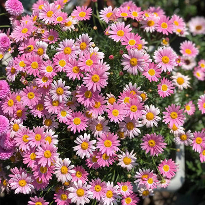 🌼Insect Killers: Pyrethrum Daisy Seeds