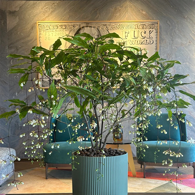 50pcs/Bag Jasmine Potted Seeds Garden