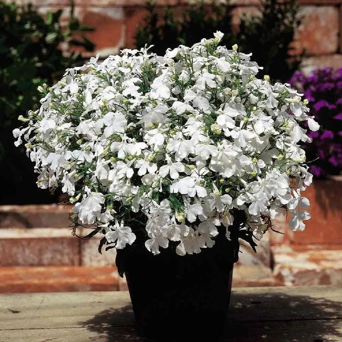 Lobelia Seeds - One of the best edging plants