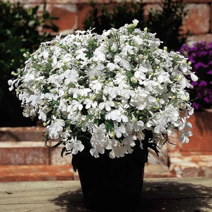Lobelia Seeds - One of the best edging plants