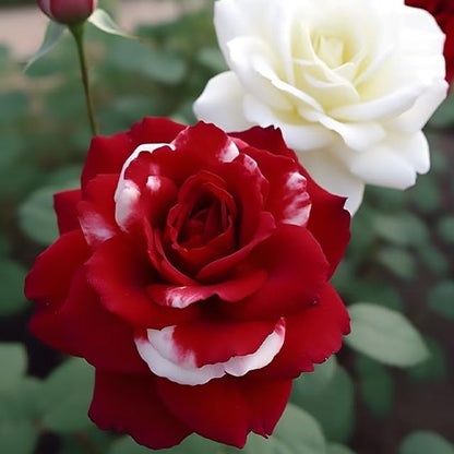 Rare Twin Red White Rose Flower Seeds for Planting - Captivating Blooms Non GMO - Planting Instructions for Easy Grow