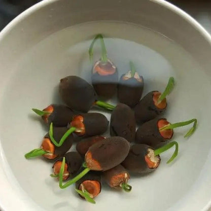 Mixed Pink, Red & Green Color Lotus Seeds  for Indoor Bonsai, Outdoor Ponds and Gardens Seeds