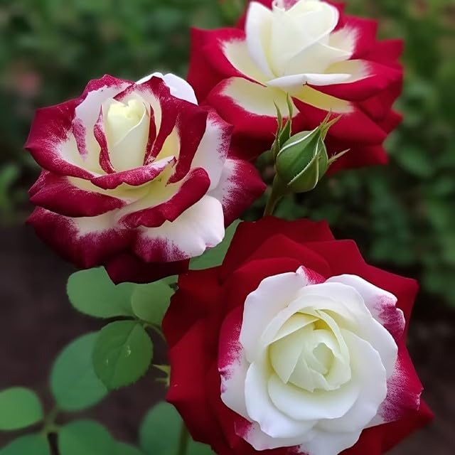 Rare Twin Red White Rose Flower Seeds for Planting - Captivating Blooms Non GMO - Planting Instructions for Easy Grow