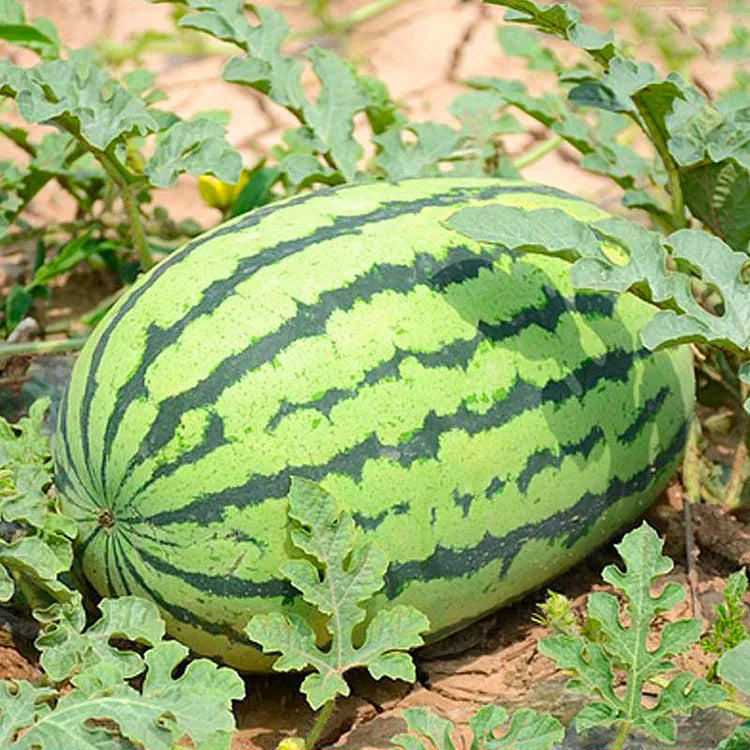 20 pcs|Lazy Seedless Watermelon