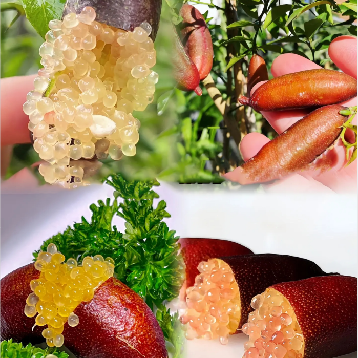 Finger Lime Seeds Lemon Caviar Seeds