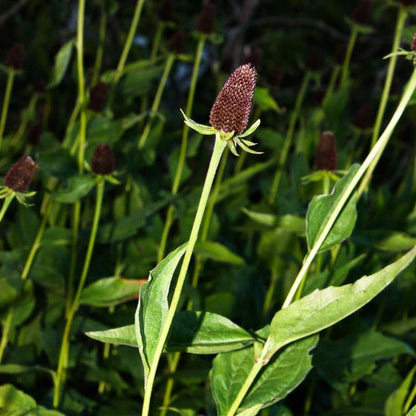 Rudbeckia Occidentalis Seeds aka Rayless Naked Chocolate Black Flower Herb Seeds