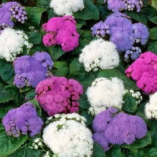 Ageratum  Hawaii Mixed Color - Flower Seeds