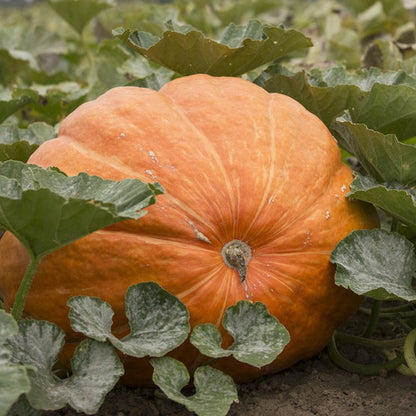 Giant Pumpkin Seeds
