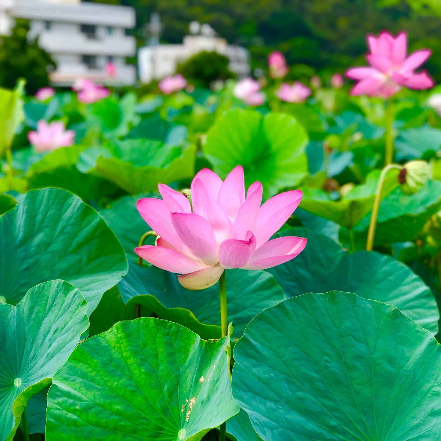 Mixed Pink, Red & Green Color Lotus Seeds  for Indoor Bonsai, Outdoor Ponds and Gardens Seeds