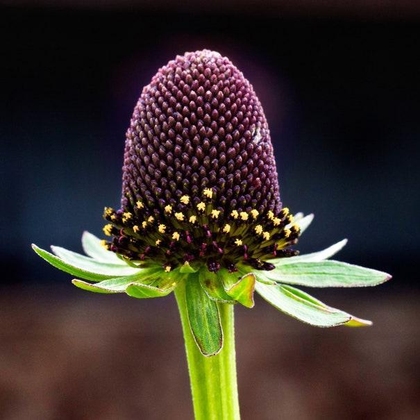 Rudbeckia Occidentalis Seeds aka Rayless Naked Chocolate Black Flower Herb Seeds