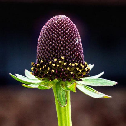 Rudbeckia Occidentalis Seeds aka Rayless Naked Chocolate Black Flower Herb Seeds
